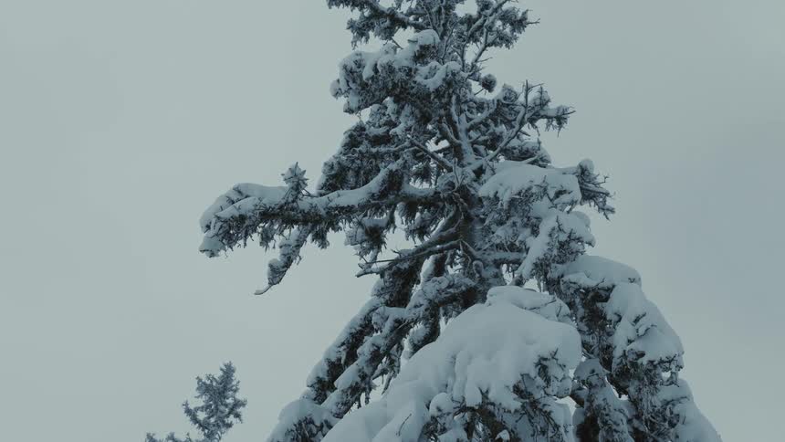 A tree that is covered in snow on a sunny day