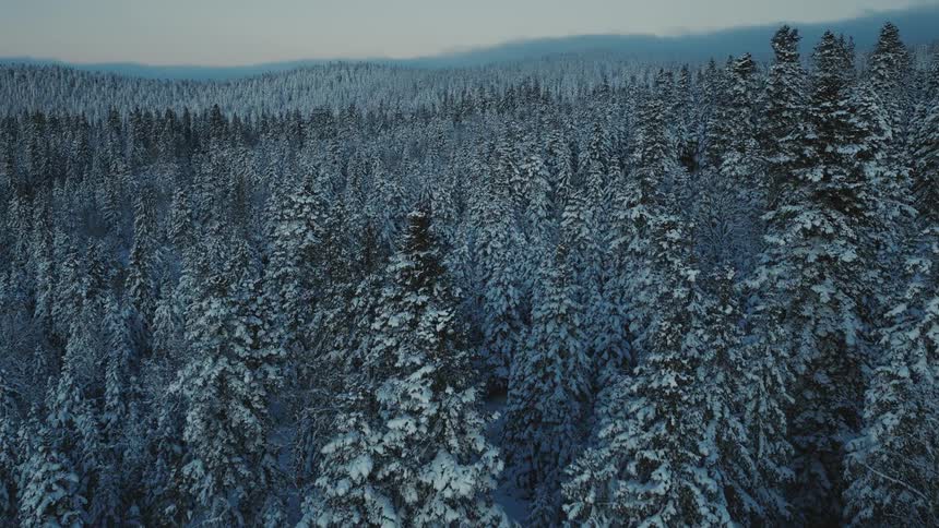 Aerial view moving over snow covered forested mountains