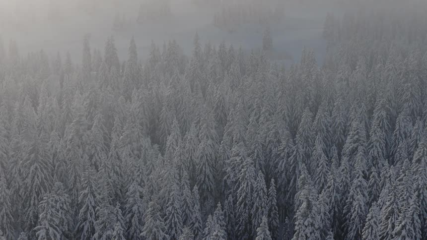 Heavy fog and mist covers the frosted forest