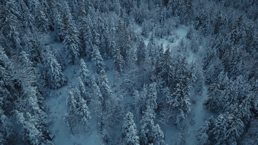 Aerial view looking down at a dense forest of pine trees covered in thick snow during a cold winter evening with a soft blue atmosphere
