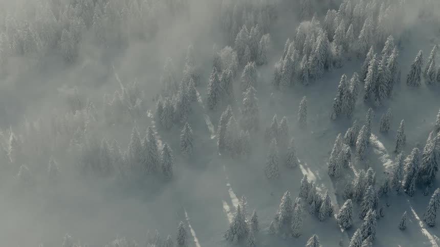 Clouds move over snow covered trees on a forested mountain