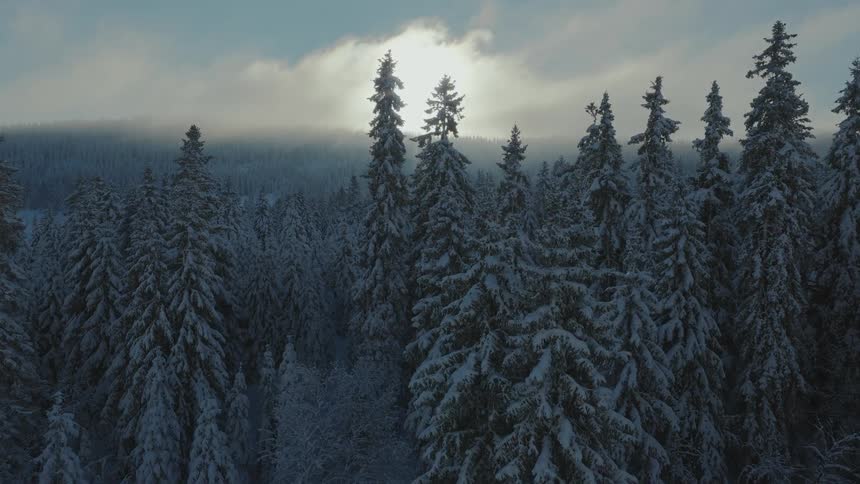 Aerial of a snowcovered evergreen forest at sunrise