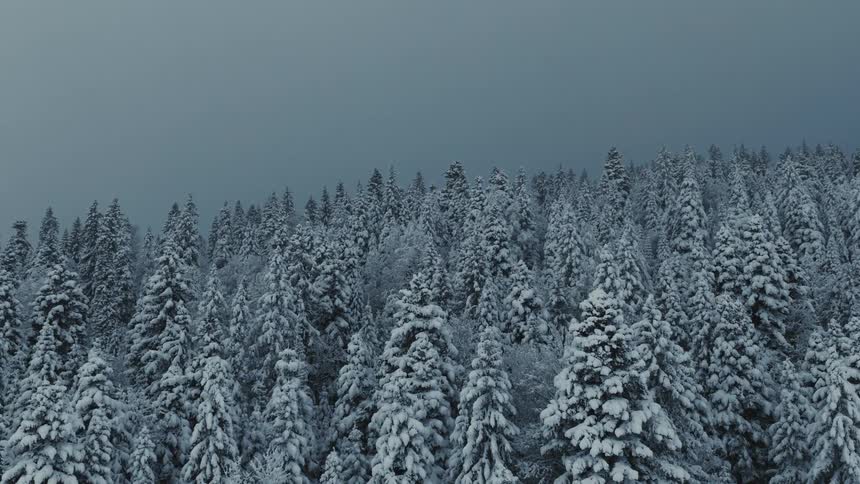 A slow aerial view pans across a vast winter forest where countless snowladen trees stand under a dark overcast sky