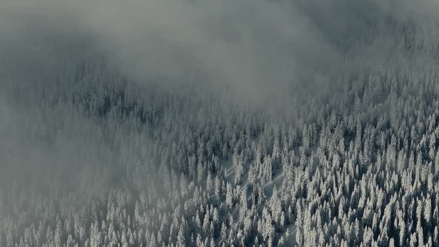 The fog is passing over the forest