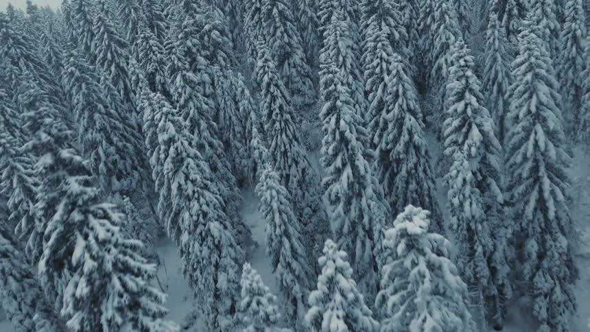 A sweeping aerial view moves across a vast sloping forest where every tree is heavily blanketed in fresh untouched snow