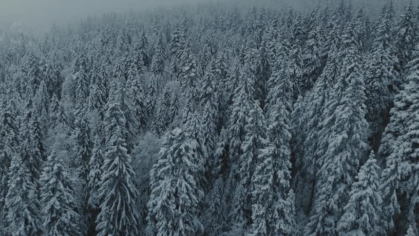 A disorienting aerial view twists and glides over a vast hillside forest where every tree is heavily blanketed in fresh untouched snow under a foggy sky