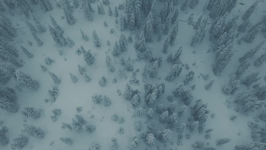 An aerial view of a forest covered in snow