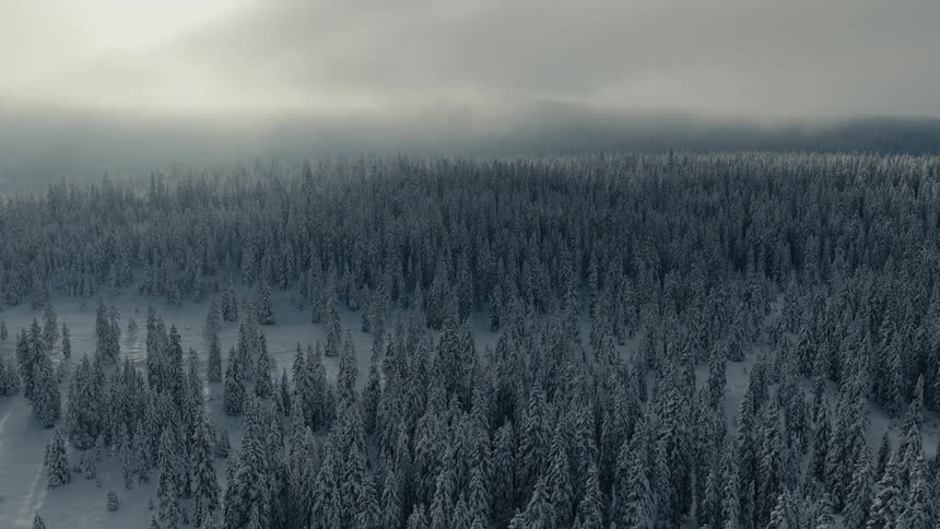 An aerial drone shot glides over a dense forest of snowcovered evergreen trees under a heavy overcast sky where thick mist clings to the distant mountain horizon in a cold wintry wilderness