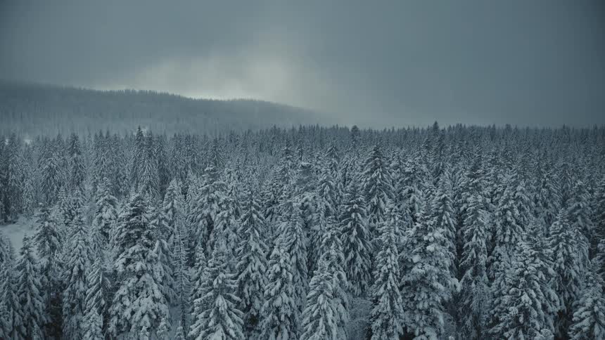 A dense forest of coniferous trees heavily weighted with fresh snow under a dark overcast winter sky as light mist drifts across the distant frozen mountain ridges in a silent wilderness