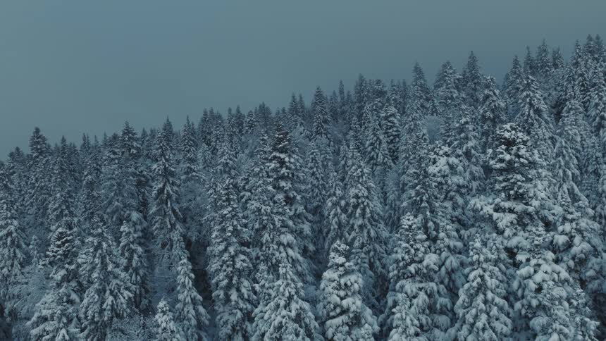 Snow covered trees on a forested mountain
