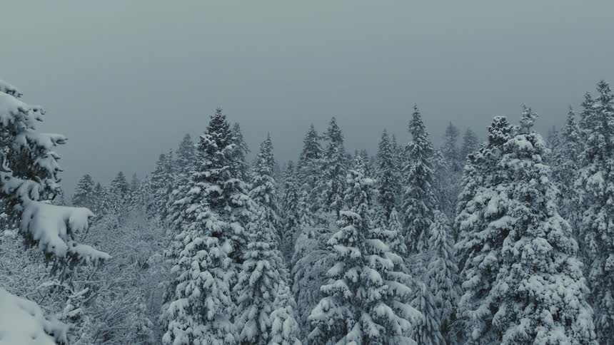 A slow aerial view glides through a dense forest of snowladen trees with a vast foggy winter landscape stretching out under an overcast sky