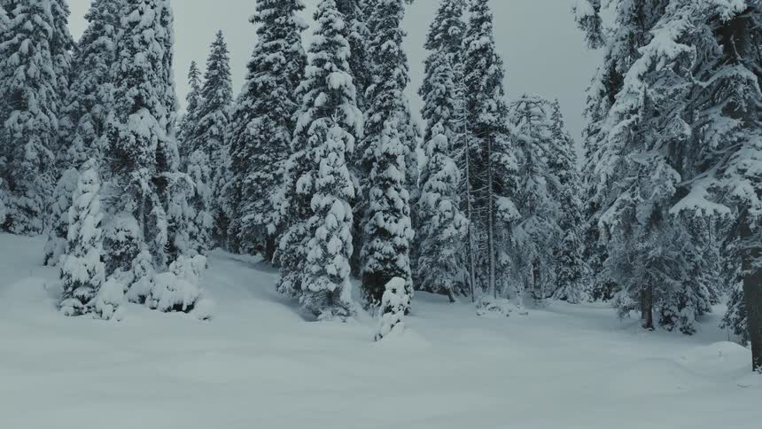 The camera pulls back through a silent snowcovered clearing in a dense forest where every tree is heavily burdened with fresh powder under an overcast sky