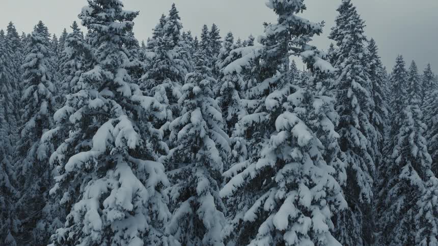 Ascending aerial view of tall evergreen trees laden with thick white snow in a dense forest under a cloudy winter sky