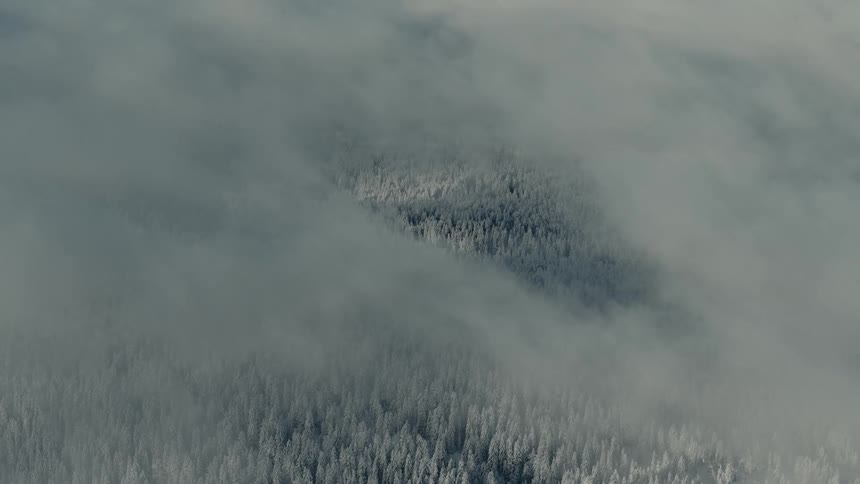 Forest of snow covered trees seen through the clouds