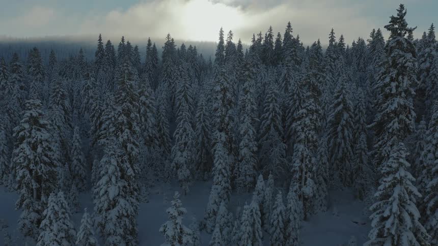 A snowy forest landscape on a winter day the trees fully covered in white snow as the cold quiet atmosphere settles over the woods