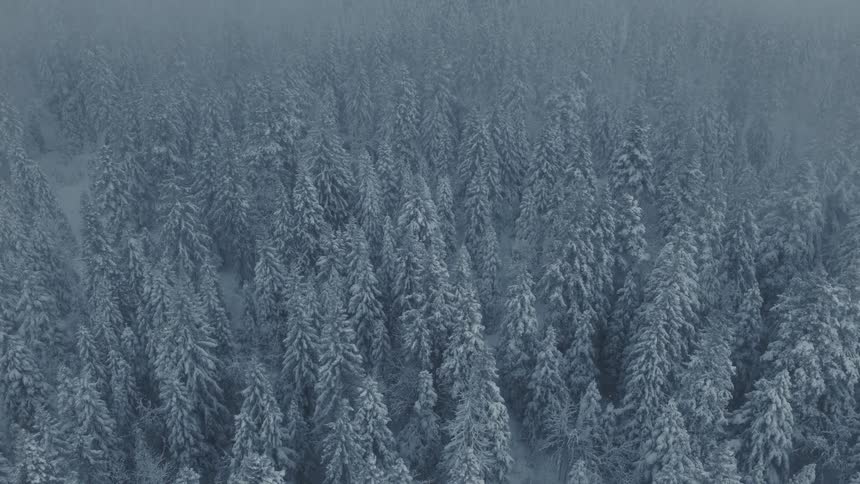 An aerial view slowly descends through thick fog revealing the treetops of a vast silent winter forest blanketed in fresh snow