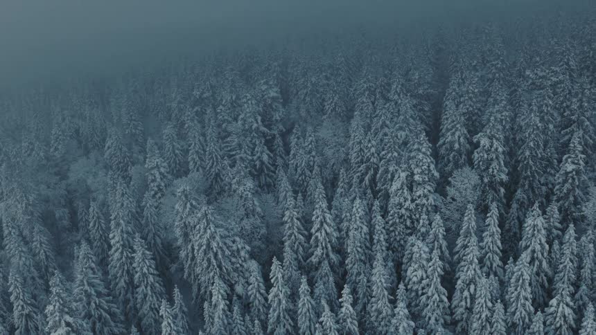 Aerial view moving over a snow covered forest on a mountain