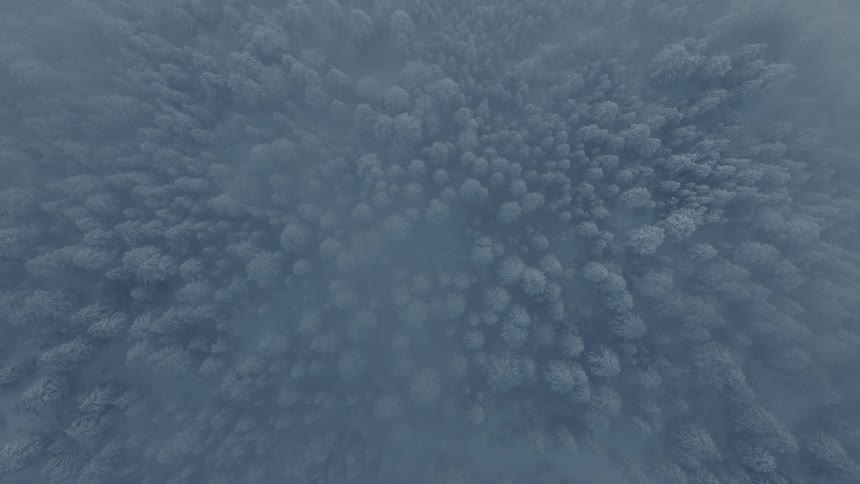 An aerial view of a forest full of trees covered in snow