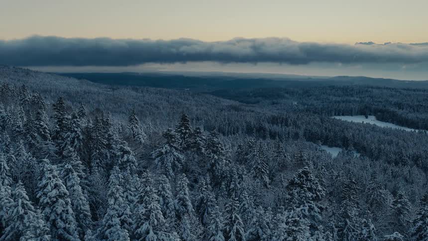 The long landscape of trees are covered with snow