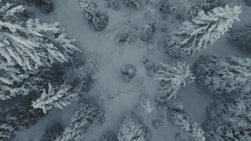 An aerial view of a snow covered forest