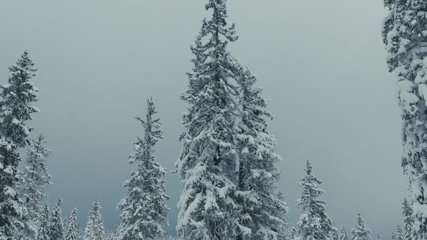 Heavy snow is on the trees in the foggy forest