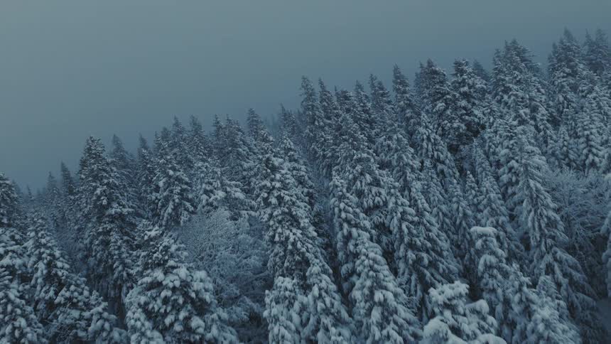 Heavy fog fills the snow covered forest