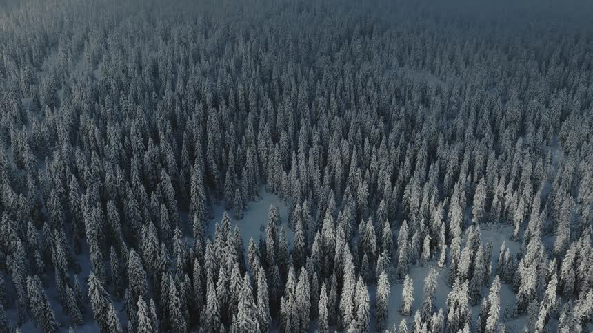 An aerial drone shot pans slowly over a vast dense forest of pine trees heavily covered in snow under a gray overcast sky during winter