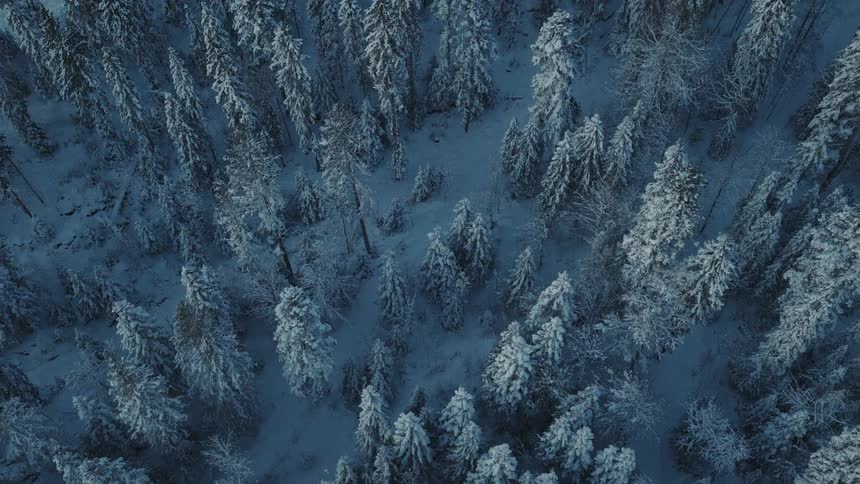 An aerial drone shot looks directly down at a dense forest of pine trees covered in heavy snow slowly moving over the frozen canopy and white ground of a remote winter wilderness