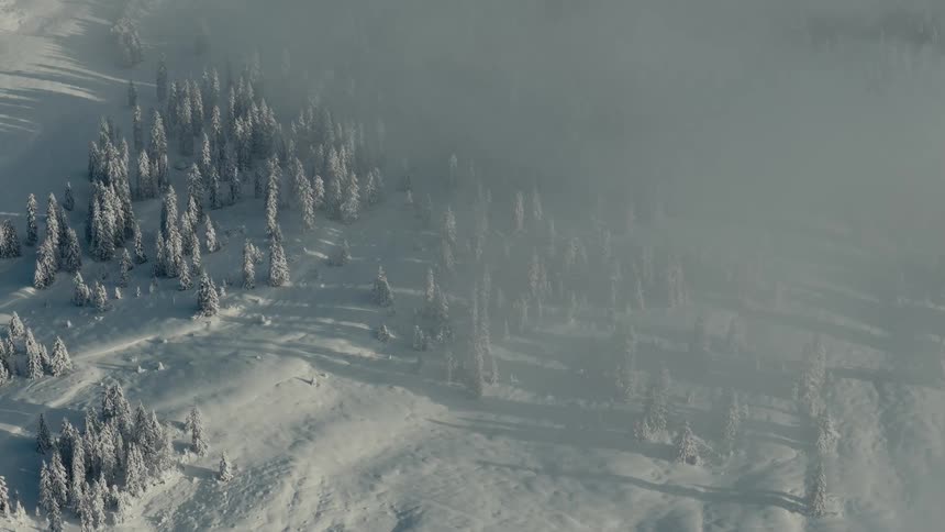 Natural area with conifers covered in snow