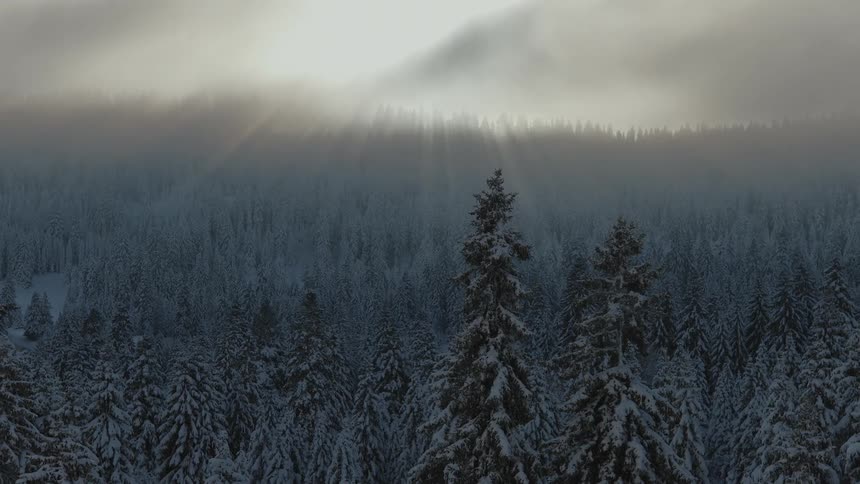 Aerial view moving over snow covered trees in the forest under a cloudy sky