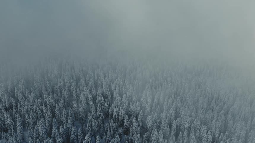 An aerial view of a snowy forest