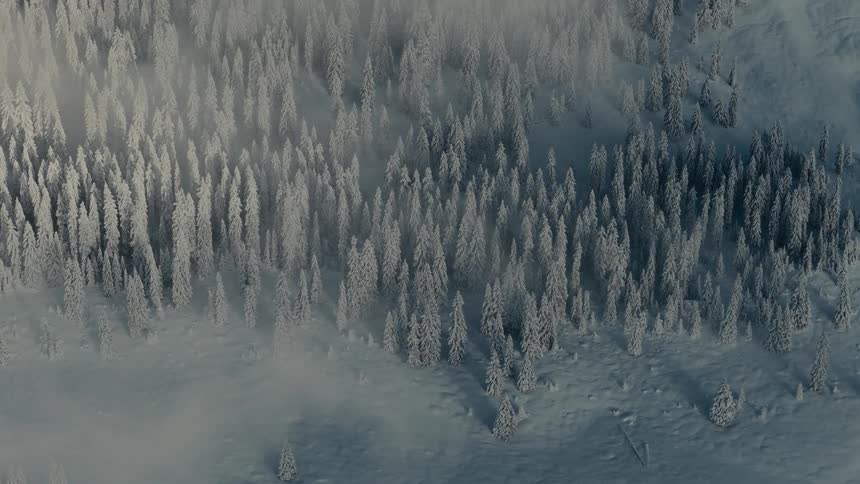 An aerial shot shows a dense forest of snowcovered pine trees on a mountain slope as thick white mist drifts slowly across the cold winter landscape