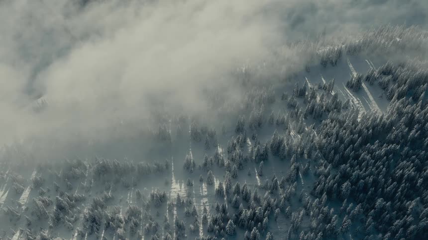 A high angle view of a dense evergreen forest covered in white snow on a mountain slope as thick clouds drift slowly over the trees