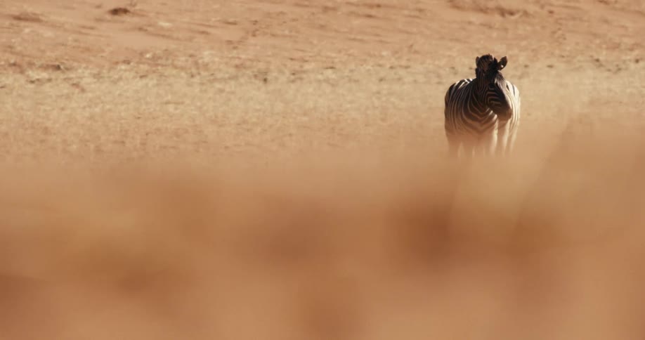 Two zebra walking on a field outdoors