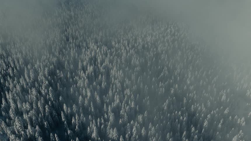A highangle aerial shot looks down on a vast dense forest of snowcovered evergreen trees as thick rolling fog partially obscures the white canopy creating a cold and atmospheric winter landscape from above