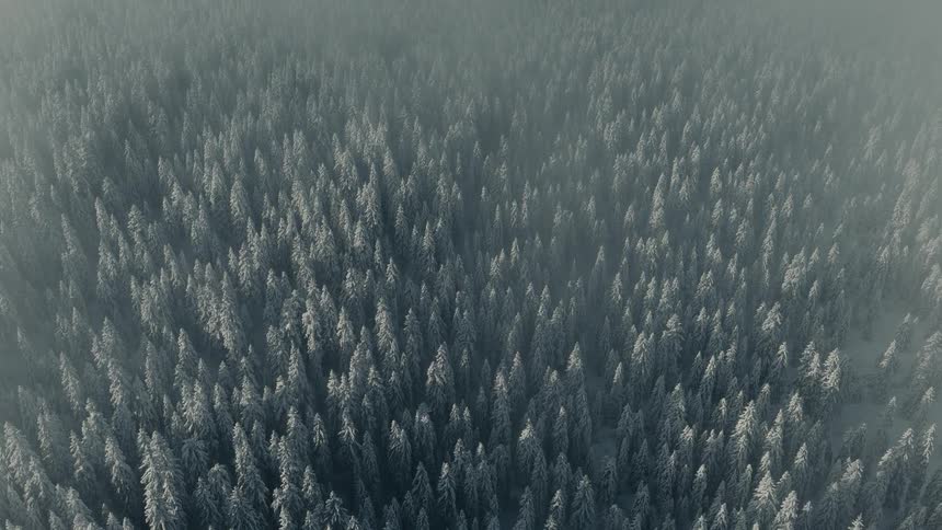 An aerial view of a forest covered in snow