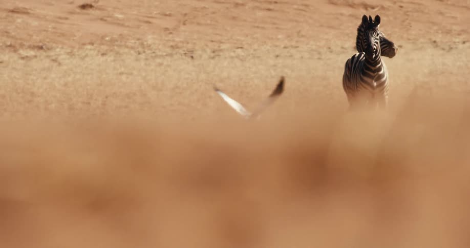 A zebra moving around outdoors
