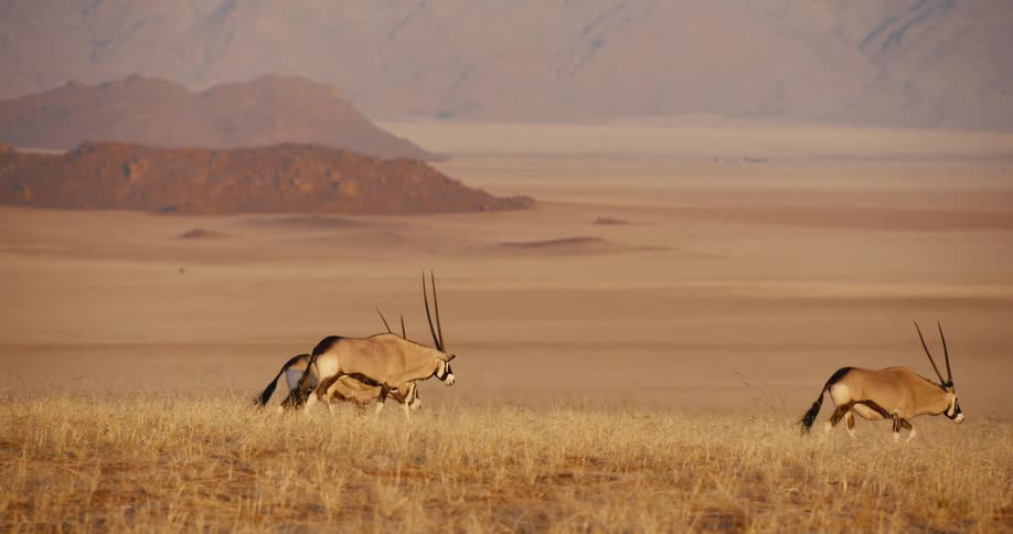Gazelles walking across the savannah