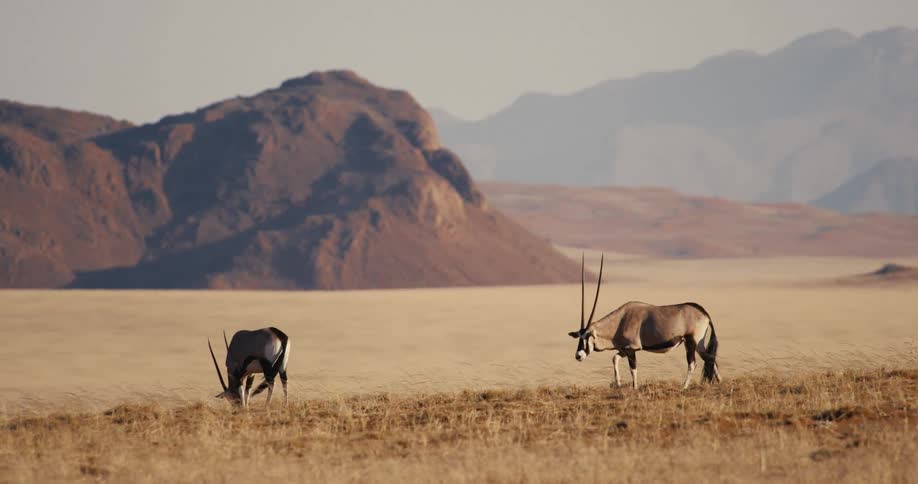 Two antelopes graze on a dry golden savanna with massive rocky mountains and a hazy desert horizon in the backgroundd