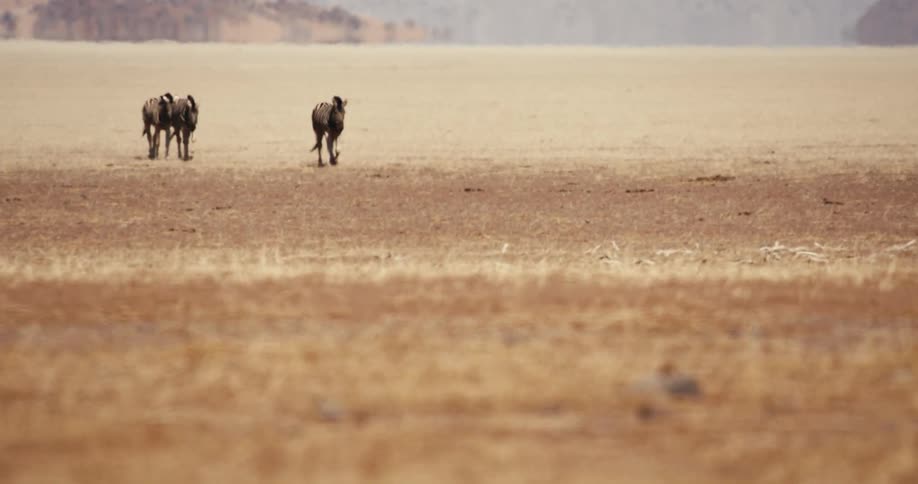 In a vast sunbleached plain a small group of zebras walks across the dry golden landscape their distant forms emphasizing the scale and emptiness of the open terrain