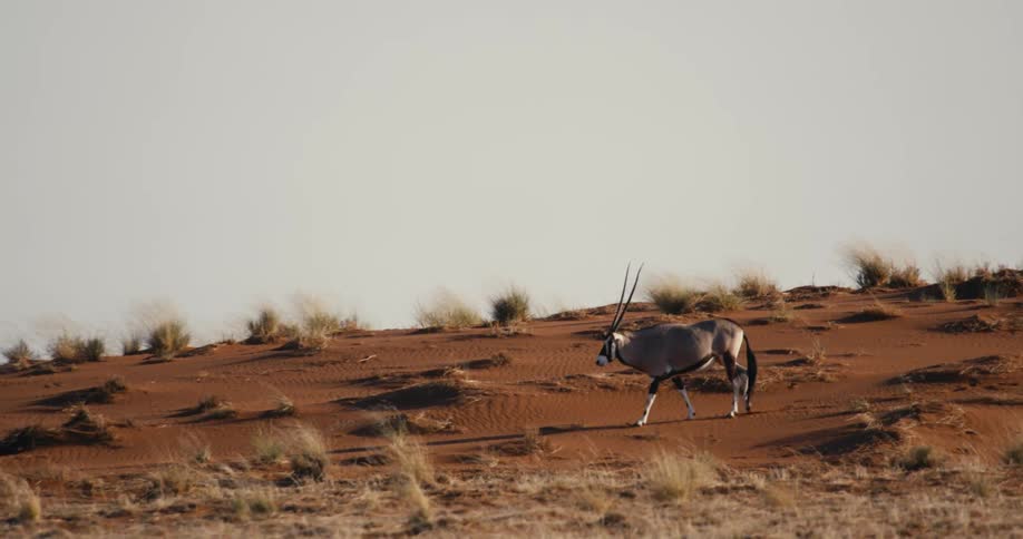 A lone gemsbok walks across a bright safari desert on a sunny day with brown sand and dry brown grasses in the environment
