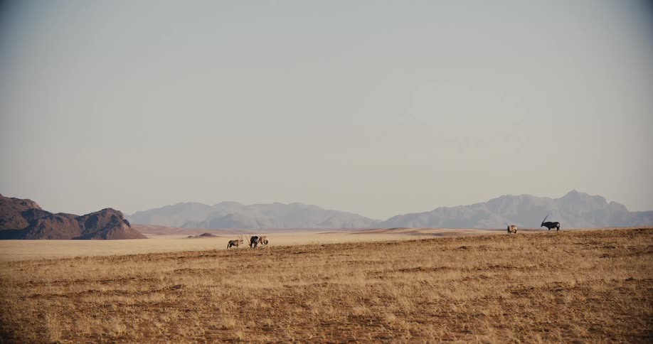Small herds of antelope graze across a dry grassland with distant mountains under a clear sky