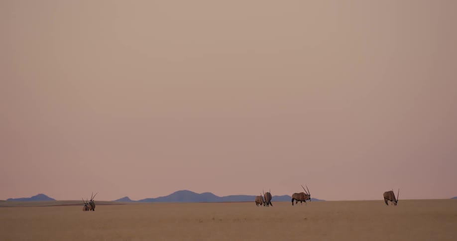 Wide shot of scattered gemsbok antelopes walking across flat arid plains at dusk with distant blue mountains under a soft pink gradient sky