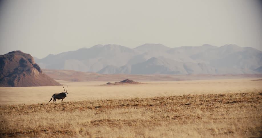 A solitary oryx stands across a vast desert plain toward a range of distant mountains under a clear sky