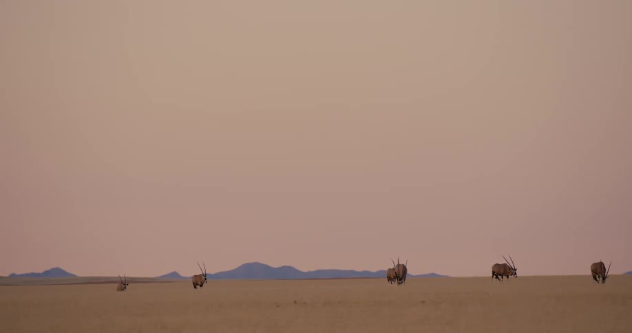 Wild animals walking through the field