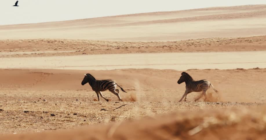 The zebra and birds move along the desert