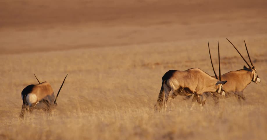 Three antelope walk across a dry sundrenched savanna field and one of them move steadily through the tall yellow grass with a vast blurred desert landscape and distant hills stretching out behind them in the background