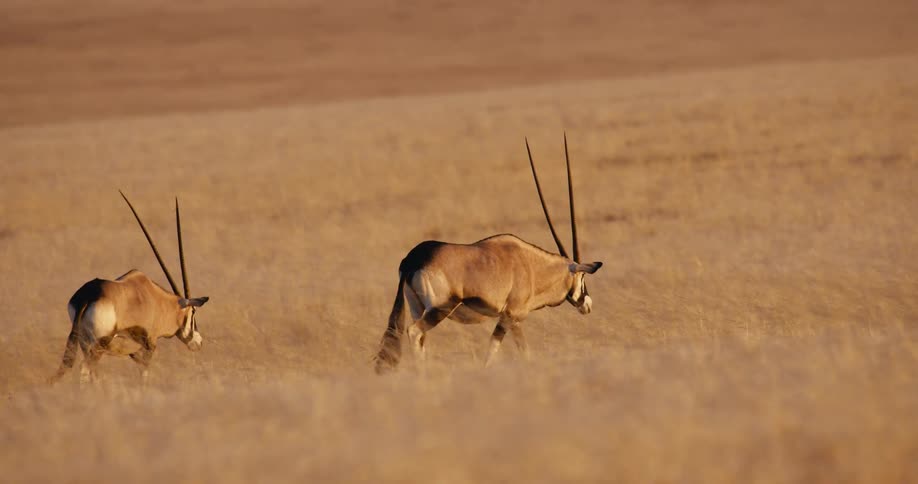 Two oryx walk through the savanna at midday pausing to graze on the sunlit grasses as the bright light stretches across the open landscape