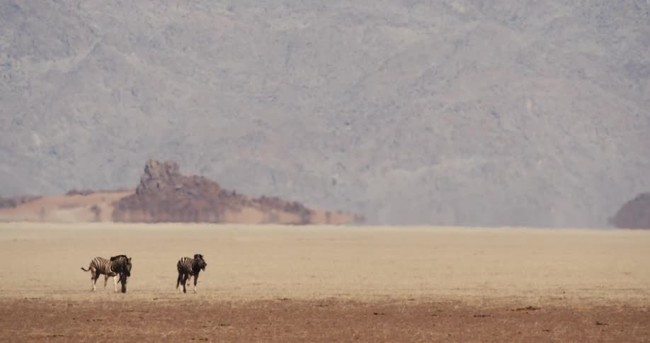 Three zebras walk in a line across a flat dry grassy plain with a large mountain range visible through heat haze in the background