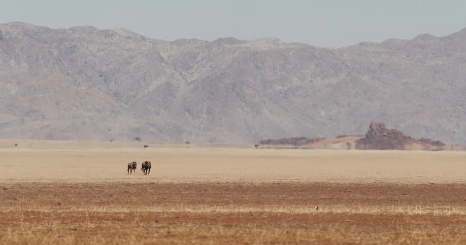 Group of animals walking across an arid plain with a mountain range in the background